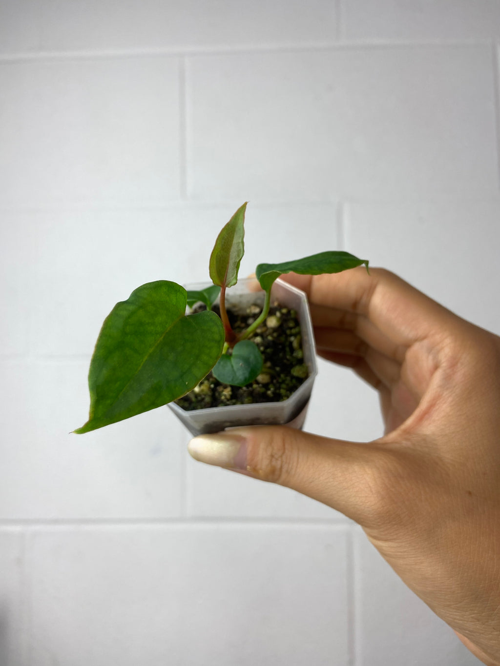 B7-9451- anthurium Wuhoo NOID x self