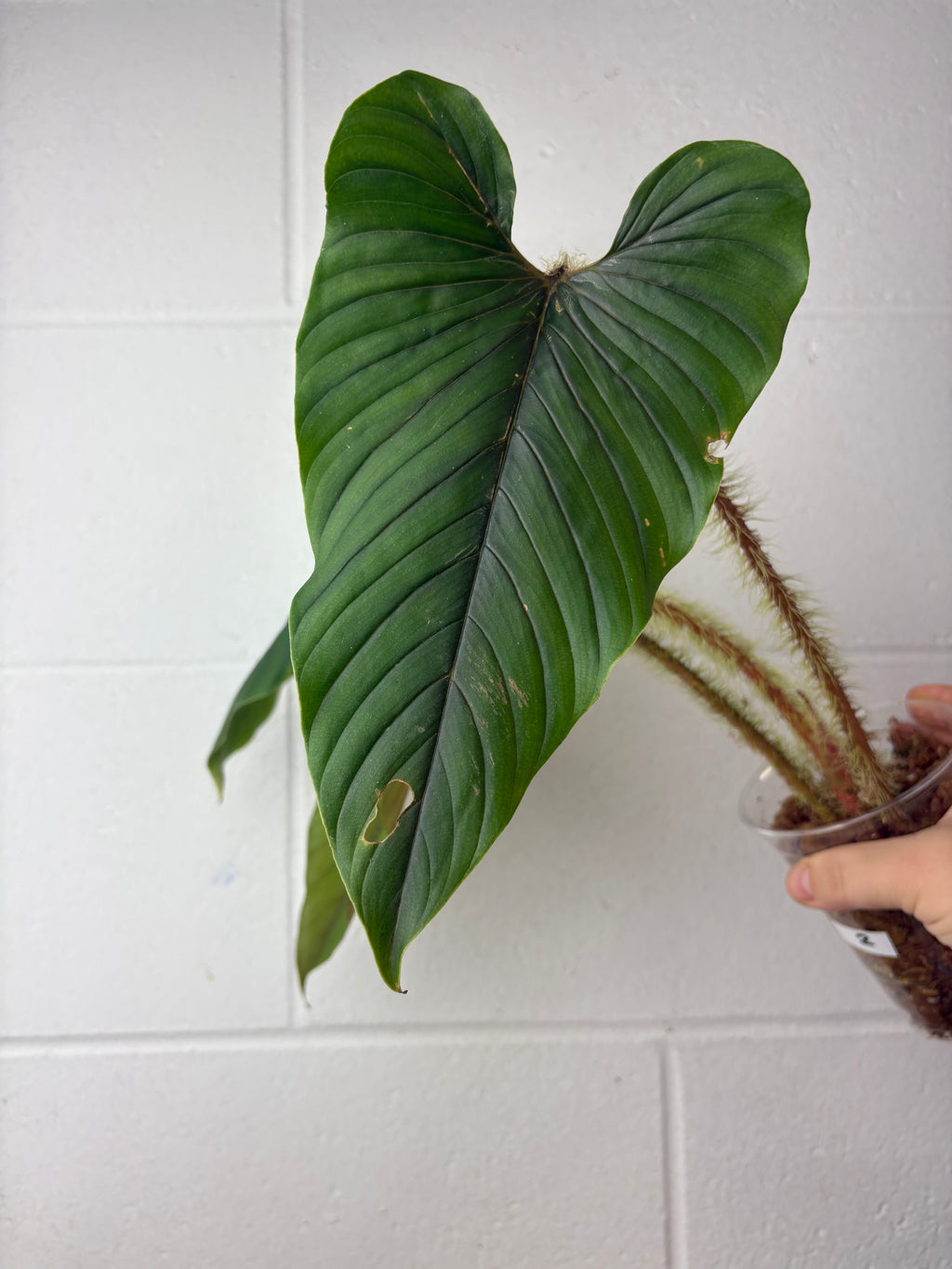 B64-1345- philodendron serpens