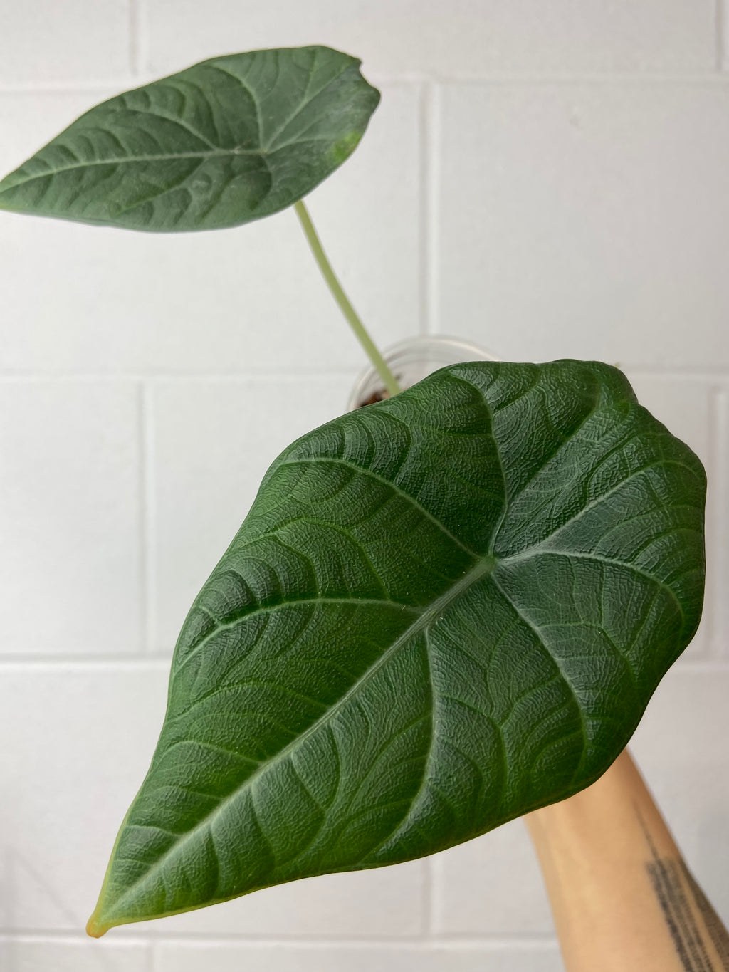 B89-0055- Alocasia maharani