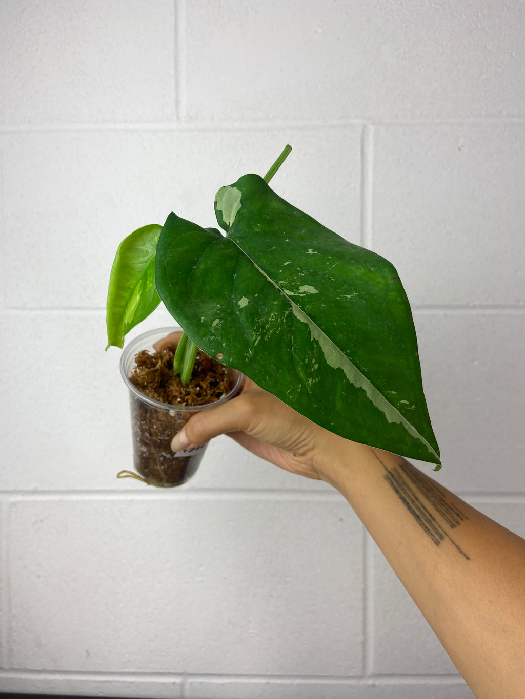 B16-9522- Syngonium chiapense var