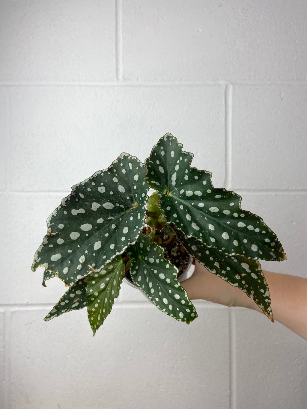 B2-9267- begonia maculata
