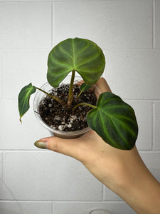 B52-7017- philodendron verrucosum