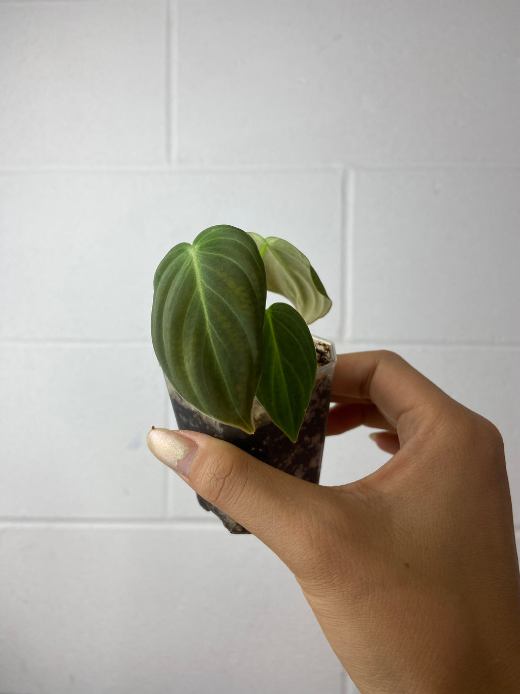 B1-6166- philodendron Melanochrysum