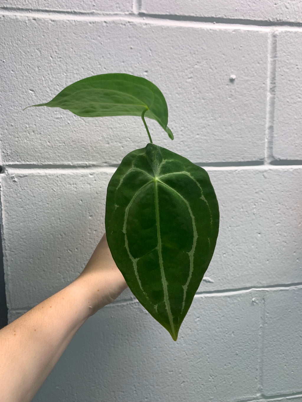 B31-4219- Anthurium forgetii