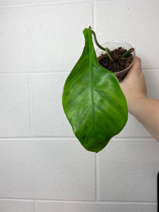 B88-0019- philodendron joepii