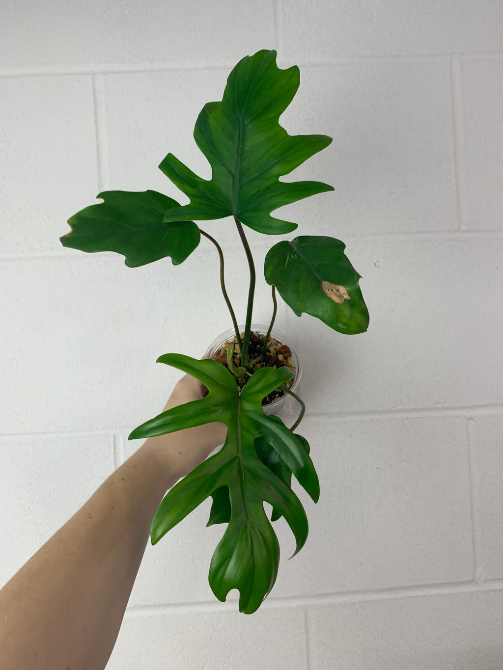 B04-5000- Philodendron mayoi