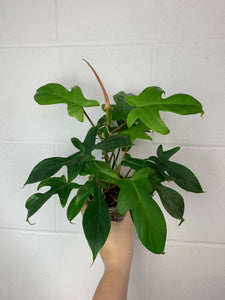 B78-3703- philodendron Florida ghost