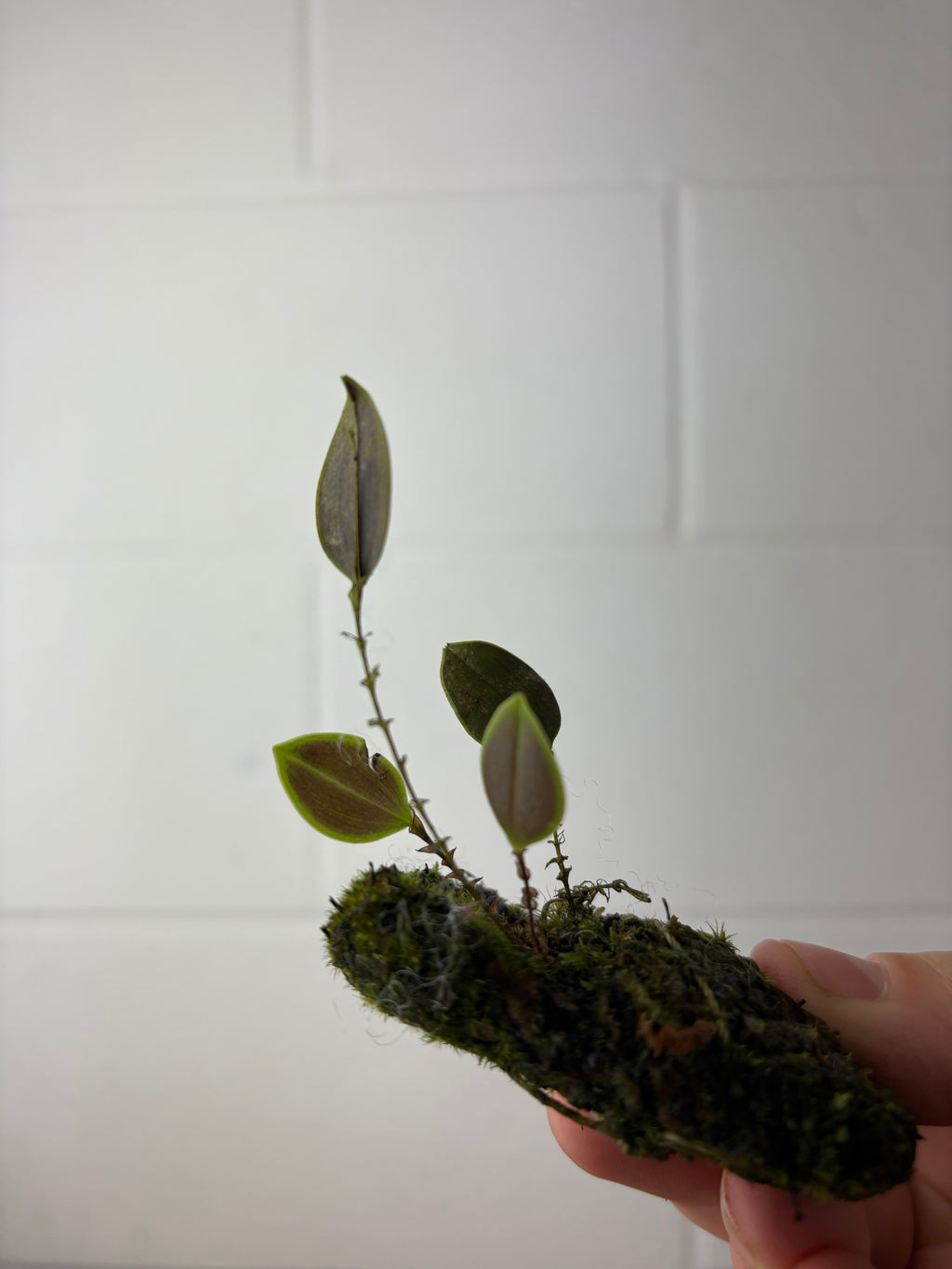 B58-1242- lepanthes caloura