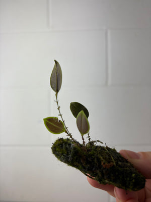 B58-1242- lepanthes caloura