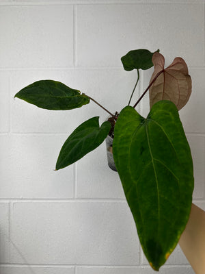 B51-0617- anthurium Papi hybrid