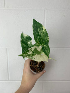 B43-0372- Syngonium albo