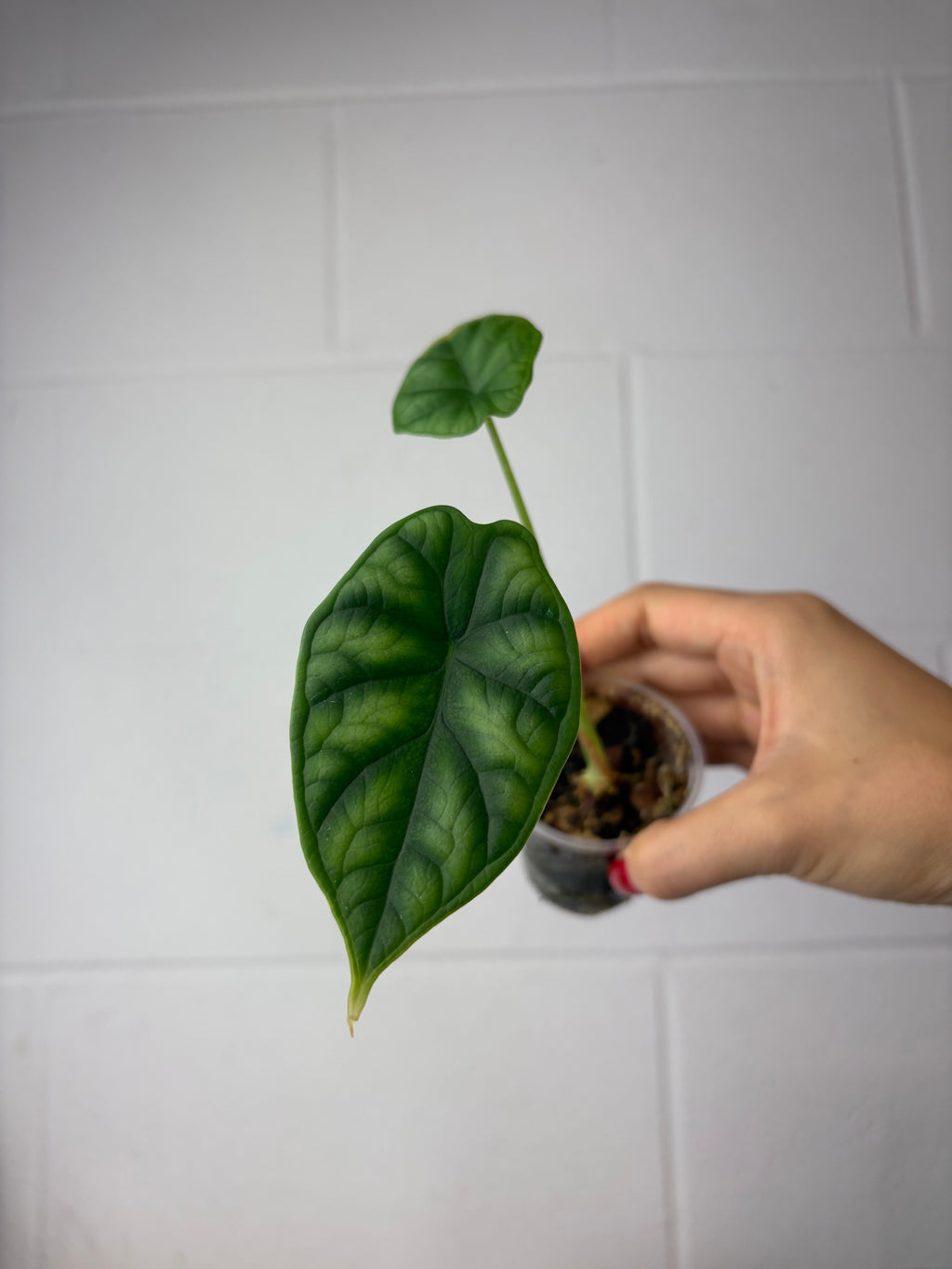 B40-9820- alocasia dragon scale