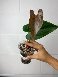 B16-9514- anthurium magnificum x nigrolaminum ‘gigi’