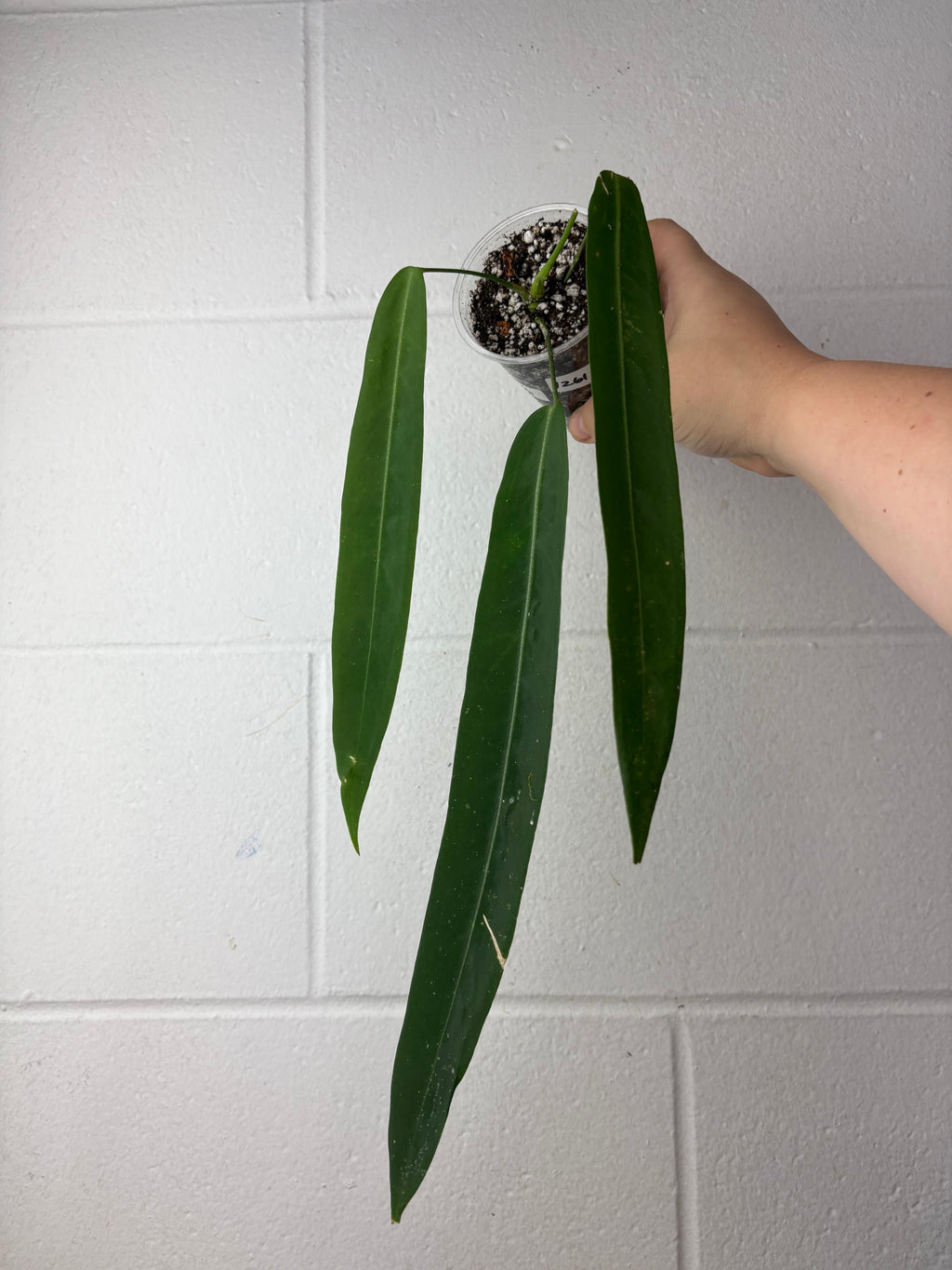B59-1261-anthurium pallidiflorum