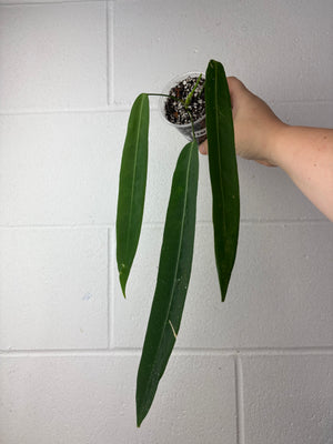 B59-1261-anthurium pallidiflorum
