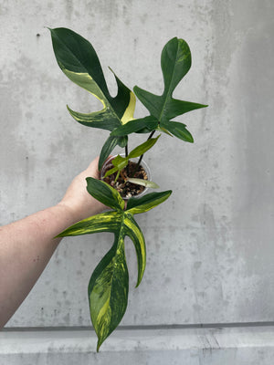Philodendron florida beauty -198 (B16)