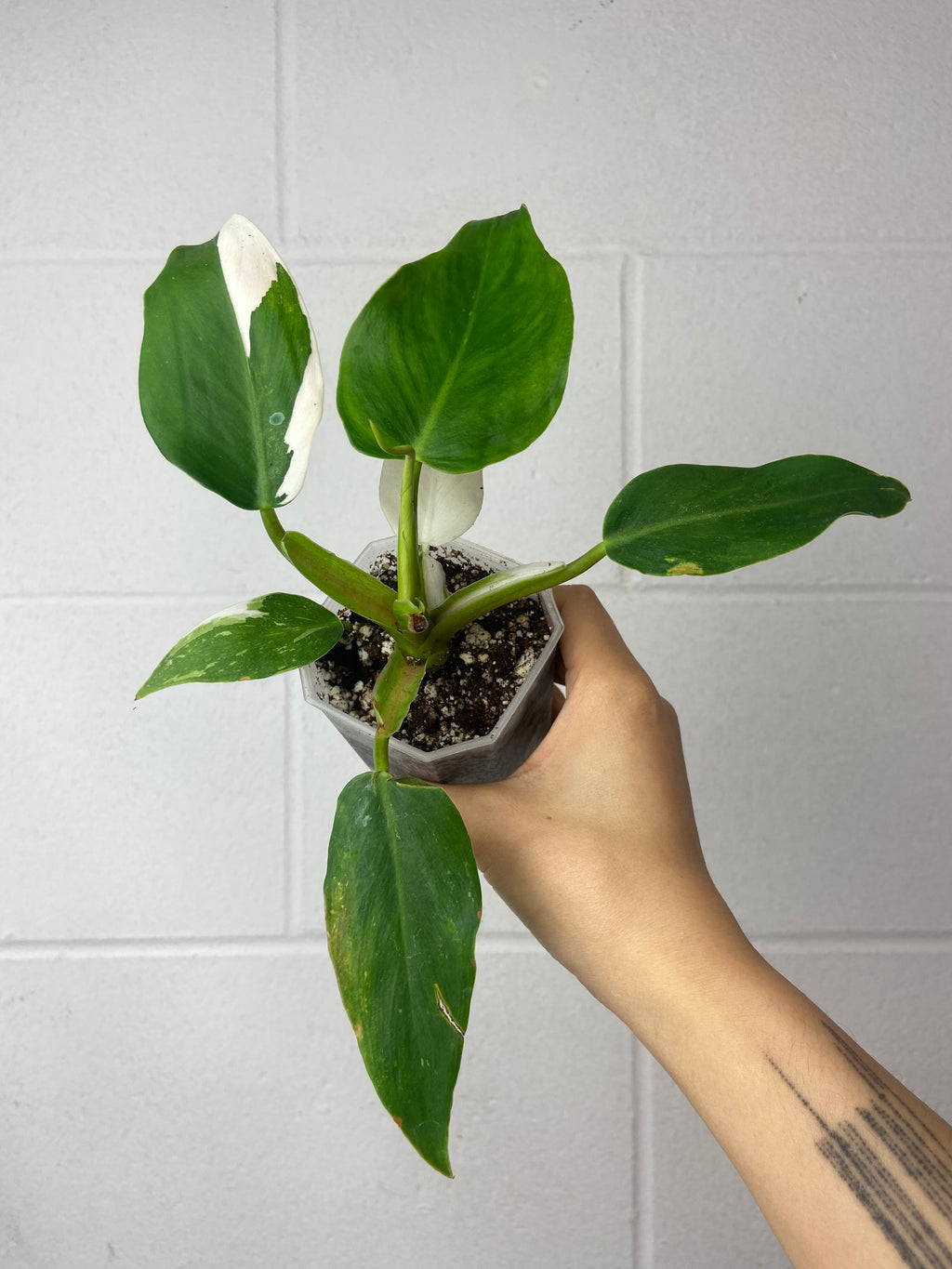 B55-6281- philodendron white wizard