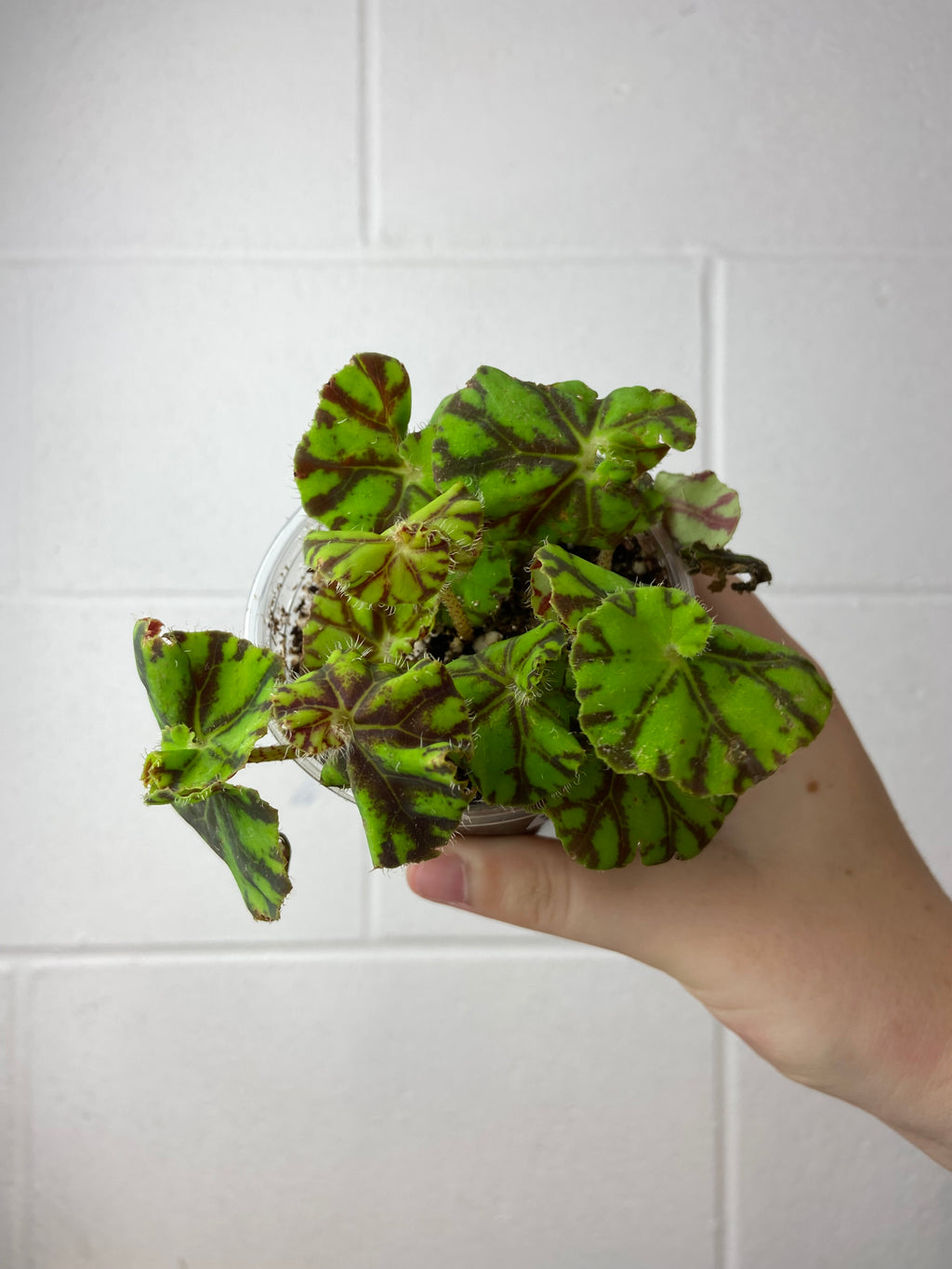 B2-9254- begonia Rex ‘zumba’