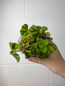B2-9254- begonia Rex ‘zumba’