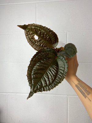 B34-9087- monolena primulifolia purple