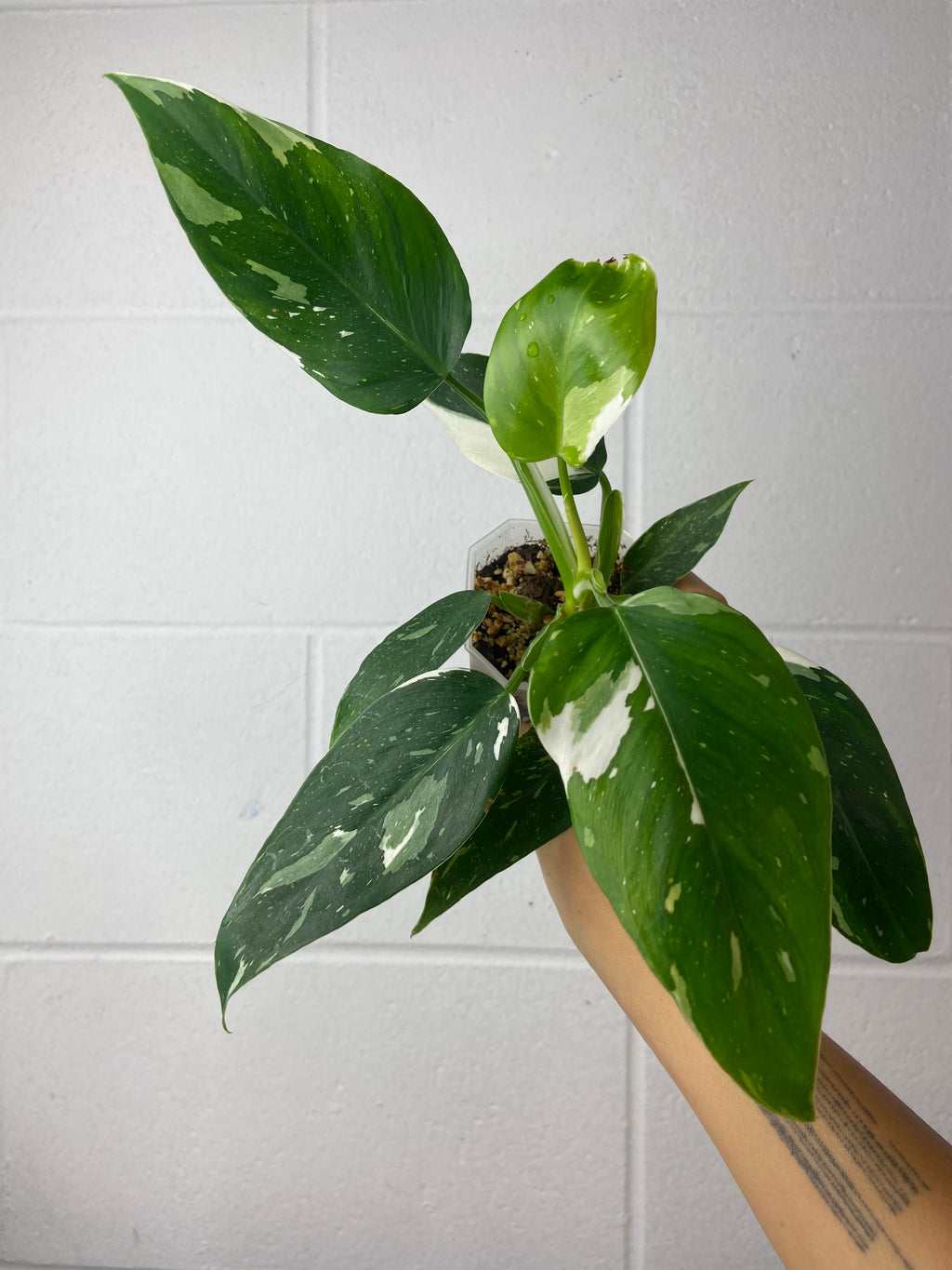 B1-6290- philodendron white wizard