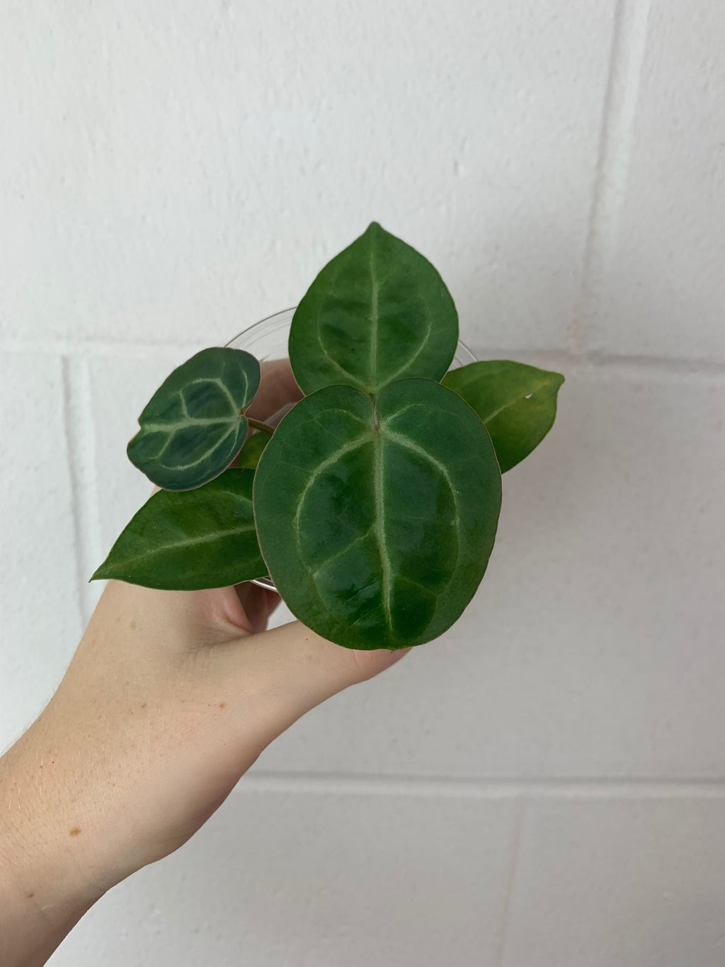 B36-0098- anthurium Crystal hope x (red Crystal x aos)