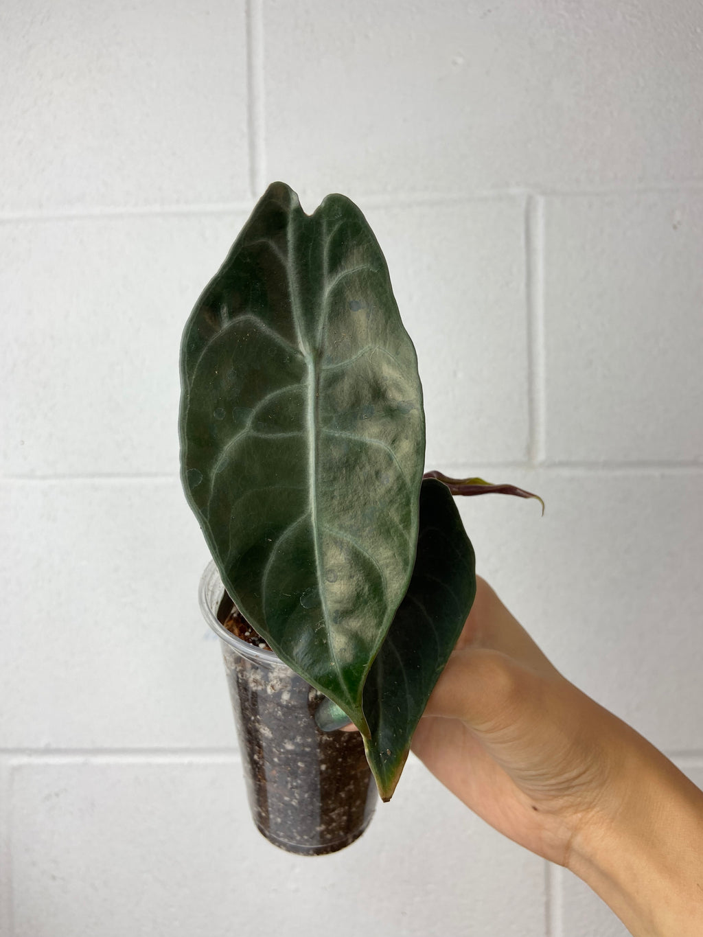 B85-9025- alocasia watsoniana