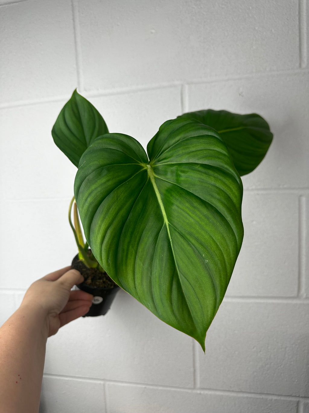 B63-3684- philodendron Dean mcdowell