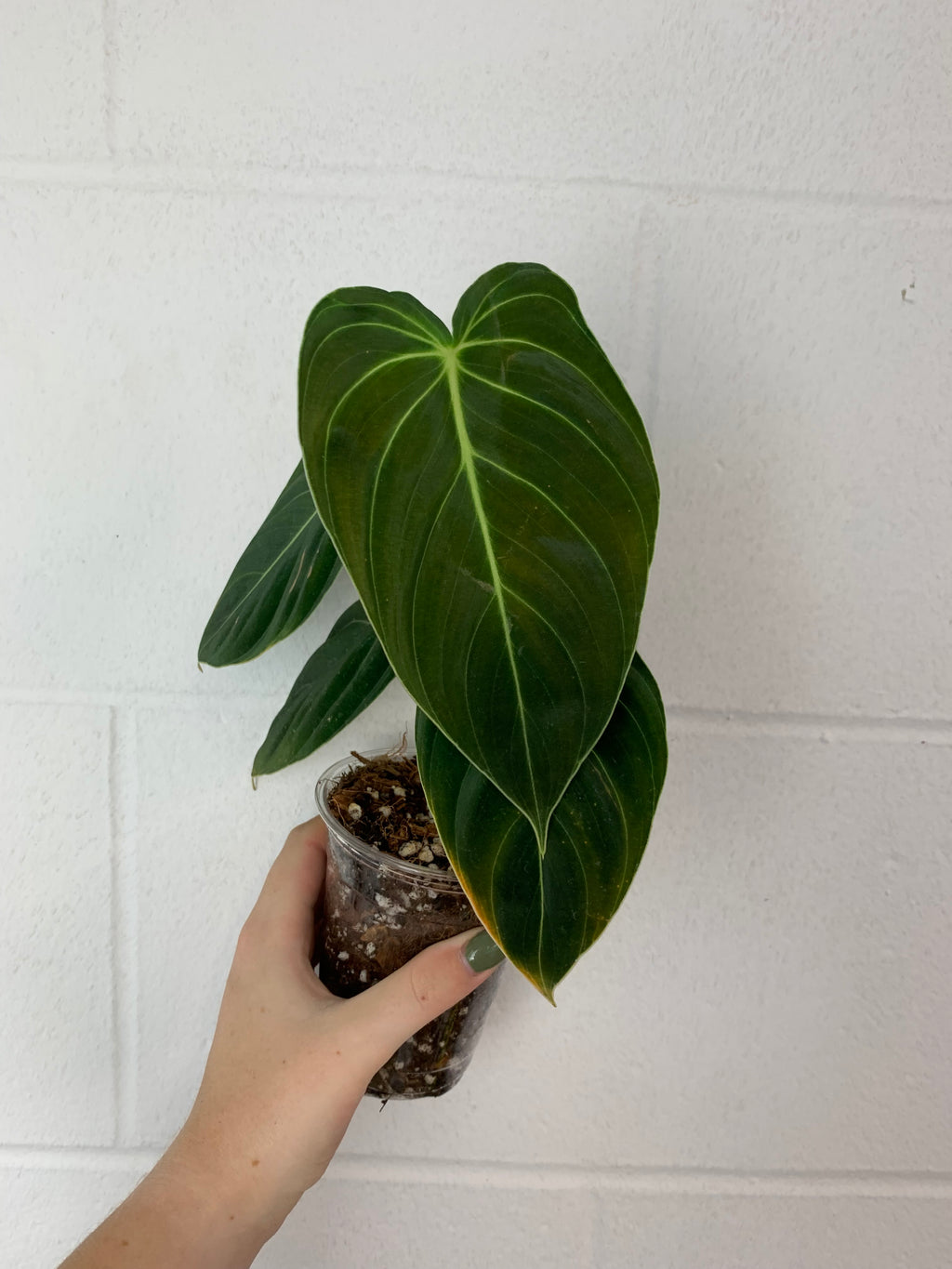 B88- 0030-philodendron melanochrysum