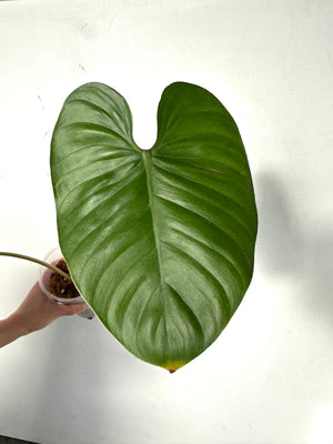 Philodendron lynamii -158 (B12)