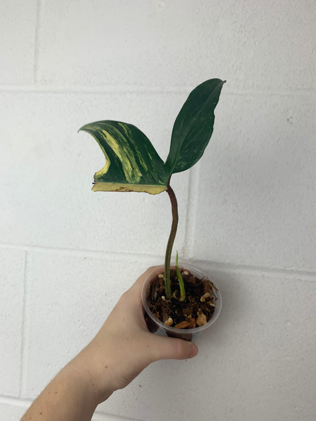 B21-0408-philodendron Florida beauty prop - mid cut