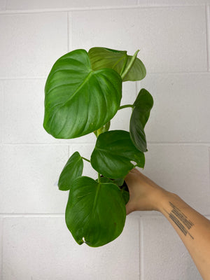 B89-9093- philodendron grazielae