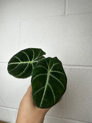 B19-6016- alocasia black velvet