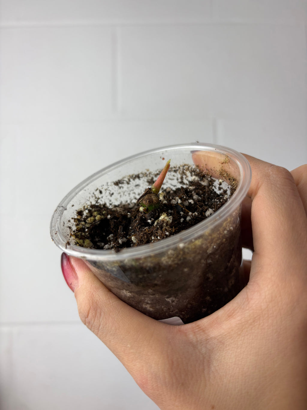 B92-1554- anthurium gatorskin narrow x dressleri