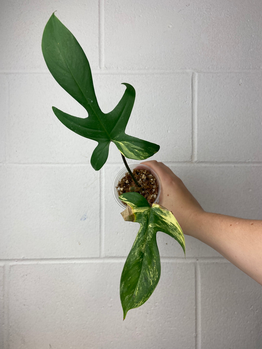 B3-9285- philodendron Florida beauty - mid cut
