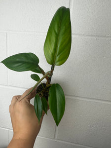 B63-3692- philodendron mexicanum