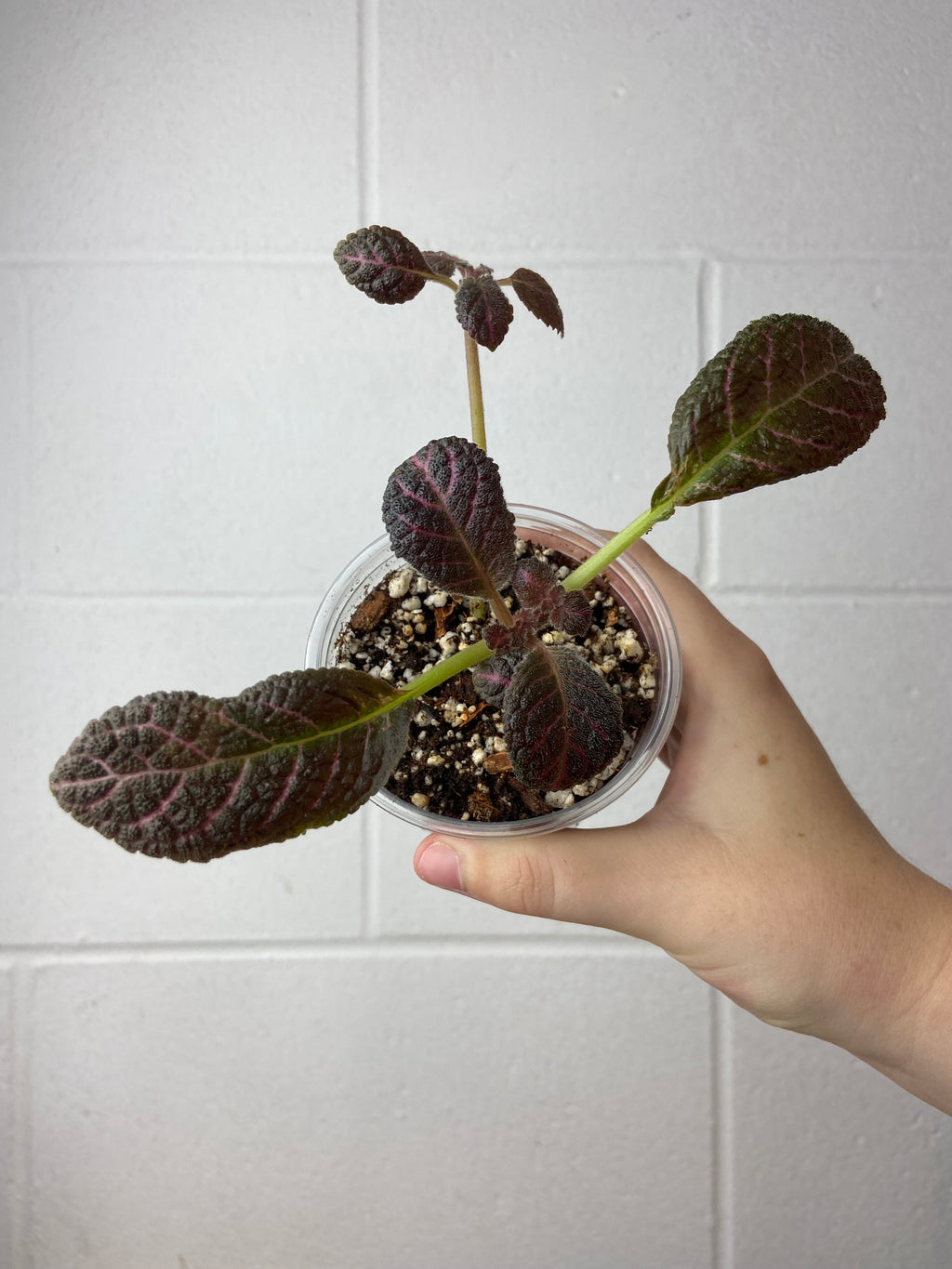 B2-9262- episcia cupreata