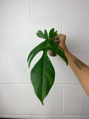 B16-9526- philodendron Florida beauty - mid cut