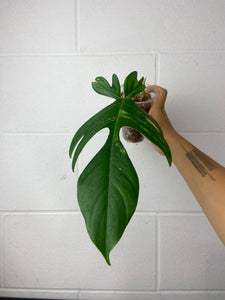 B16-9526- philodendron Florida beauty - mid cut