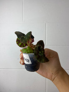 B1-5133- begonia Rex ‘zumba’