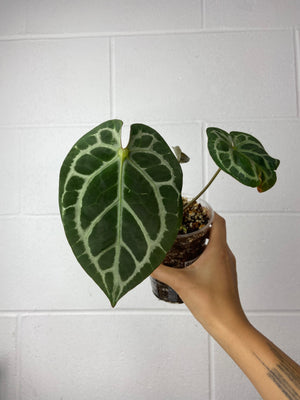 B7-9447- anthurium (forgetii x red crystallinum) x tezula red crystallinum