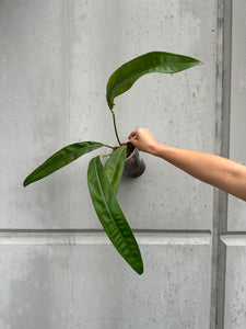 Anthurium sp morona -2 (B1)