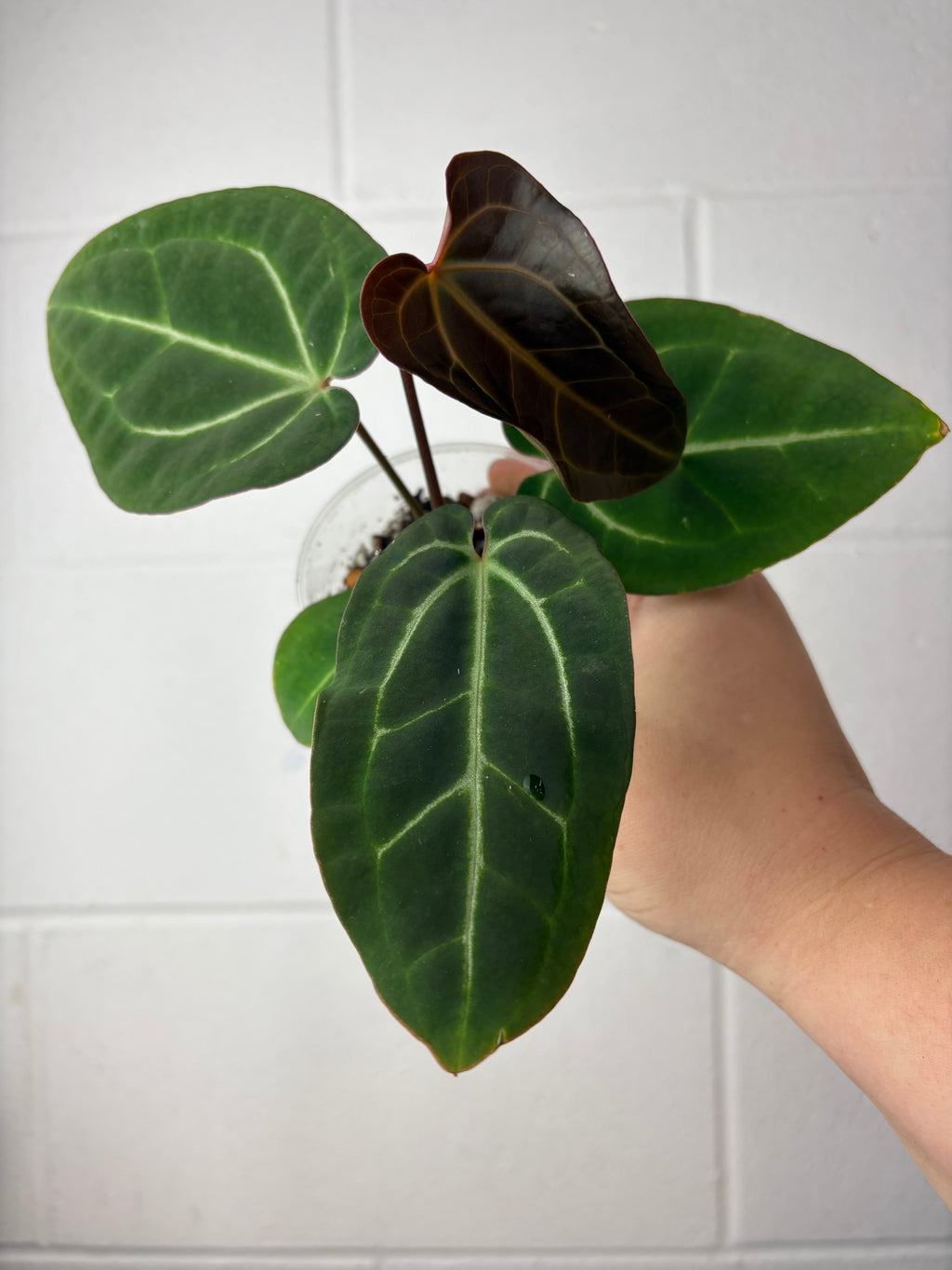 B57-1202- anthurium Besseae aff