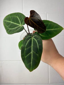 B57-1202- anthurium Besseae aff