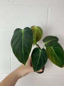 B43-0376- Philodendron melanochrysum