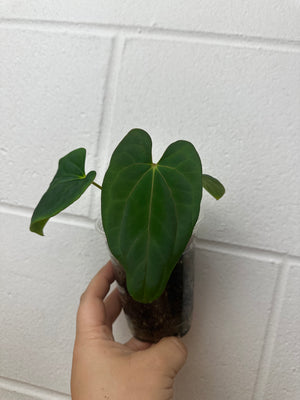 Anthurium x-one x dark phoenix -B38-3513