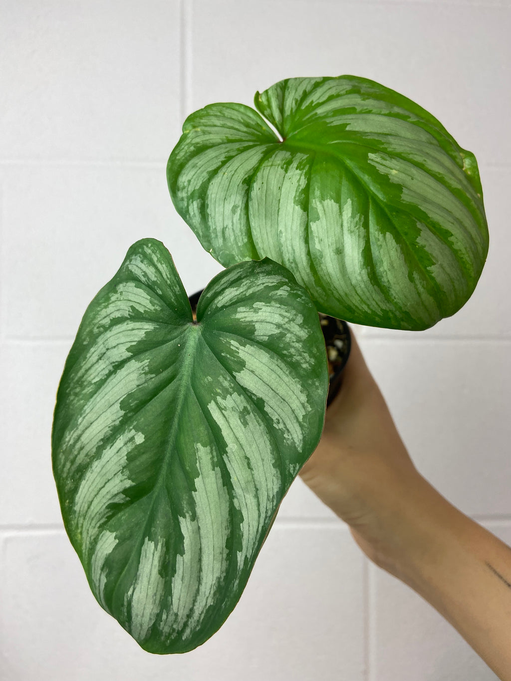 B71-0789- philodendron Mamei silver cloud