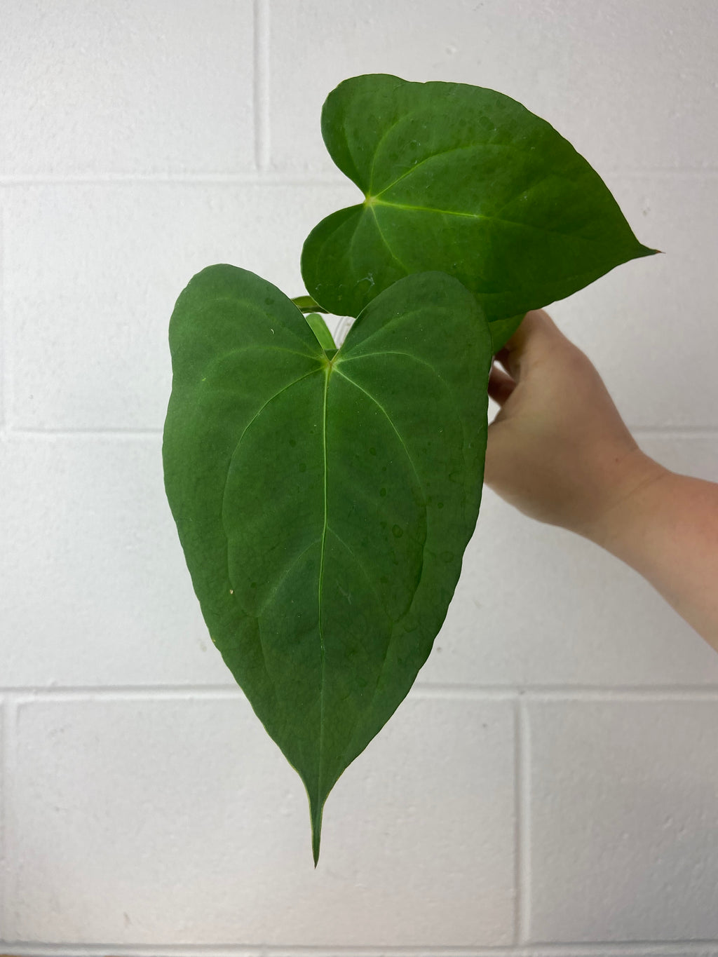 B8-9397- anthurium Fort Sherman x forgetii