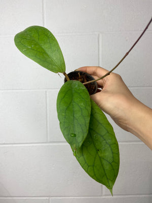 B77-0863-Hoya vitellinoides