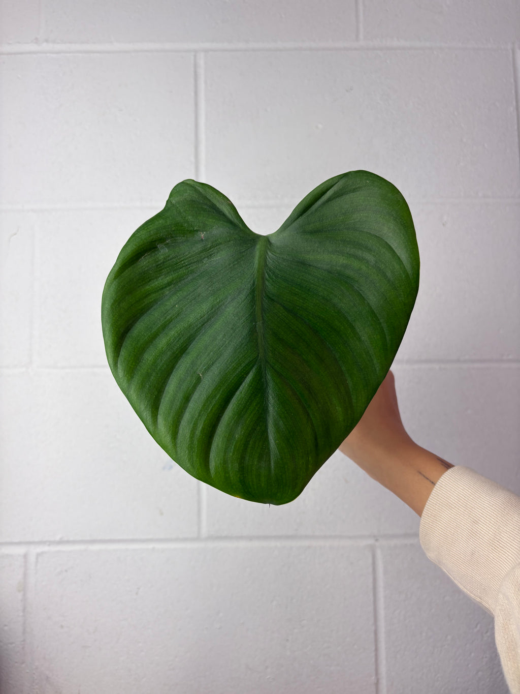B91-1537-philodendron grazielae - mid cut